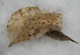 Leaves on snow