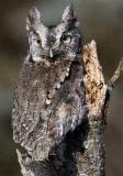 Blinking Owl - open image to see it move!