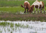 Chincoteague wild ponies