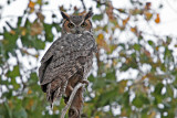 Owl, Great Horned 0533