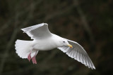 Gull, Glaucous Winged 5948