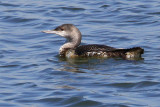 Loon, Red Throated 9636