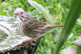 Sparrow, Lincolns 3998
