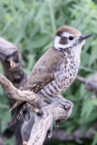 Woodpecker, Arizona 0862