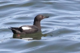 Guillemot, Pigeon 6267