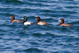 Scaup, Greater 8800