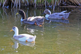 0016 domestic ducks, mixed breeds