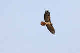 Hawk, Red Tailed 0318