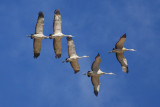 0859 Sandhill Cranes