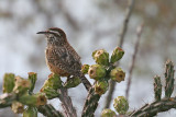 Wren, Cactus 2306