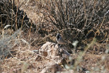 1632 Black Throated Sparrow