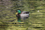 Duck, Mallard 5218