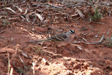 Sparrow, White Crowned 5296