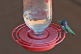 Hummingbird, Costas 5469