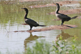 Cormorant, Double Crested (right) 8039