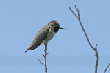 0195 Black Chinned Hummingbird