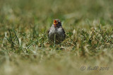 Fledgling Song Sparrow  DSCN_201909.JPG