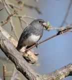 Junco, Dark-eyed DSCN_177440.JPG