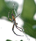 Banana Spider