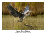 Great Blue Heron-035