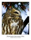 Northern Saw-whet Owl-011