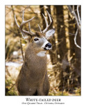 White-tailed Deer-008