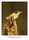Red-breasted Nuthatch-001