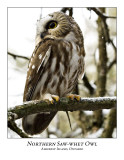 Northern Saw-whet Owl-020