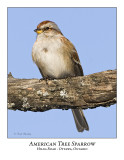 American Tree Sparrow-004