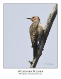 Northern Flicker-007