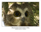 Northern Saw-whet Owl-026