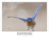 Eastern Bluebird-033