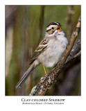 Clay-coloured Sparrow-010