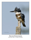 Belted Kingfisher-003