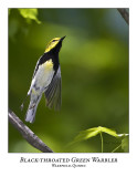 Black-throated Green Warbler-003