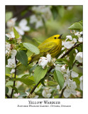 Yellow Warbler-012