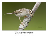 Clay-colored Sparrow-033