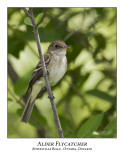 Alder Flycatcher-008