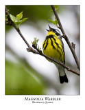 Magnolia Warbler-001