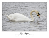 Mute Swan-001