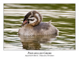 Pied-billed Grebe-010