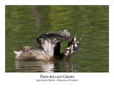 Pied-billed Grebe-030