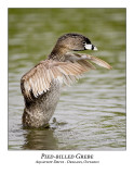 Pied-billed Grebe-043