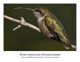 Ruby-throated Hummingbird-004