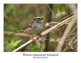 White-throated Sparrow-010