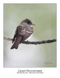 Least Flycatcher-001