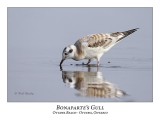 Bonapartes Gull-003
