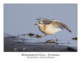 Bonapartes Gull-004
