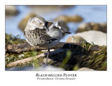 Black-bellied Plover-004
