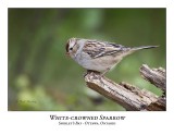 White-crowned Sparrow-016
